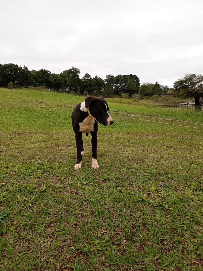 Meninão, cachorro de porte médio para adoção em Jundiaí - SP