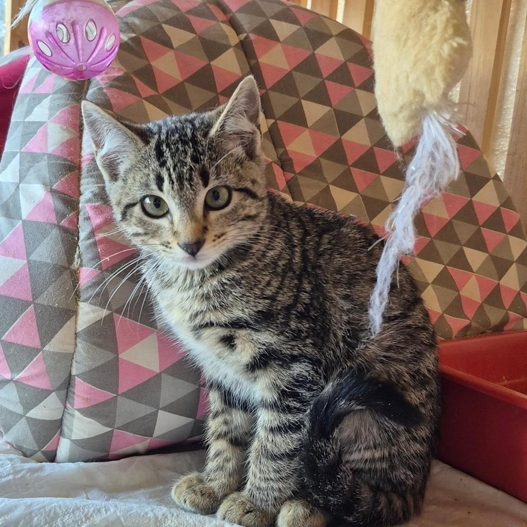 Rajadinho, gato de porte médio para adoção em Jundiaí - SP