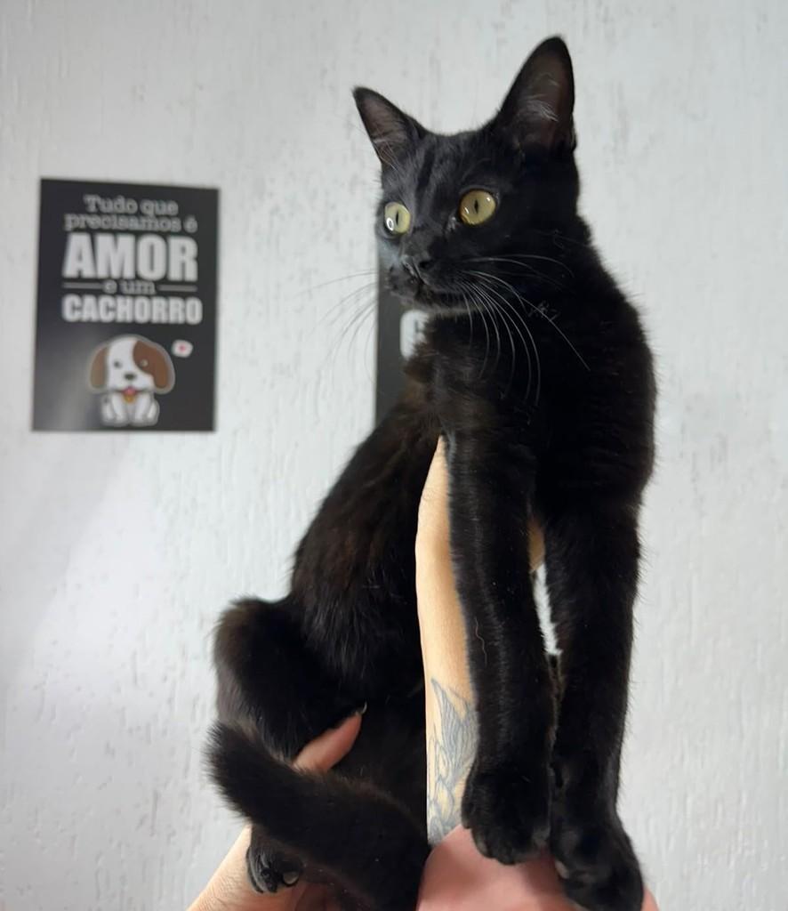 Menininha, gato para adoção em Colina - SP