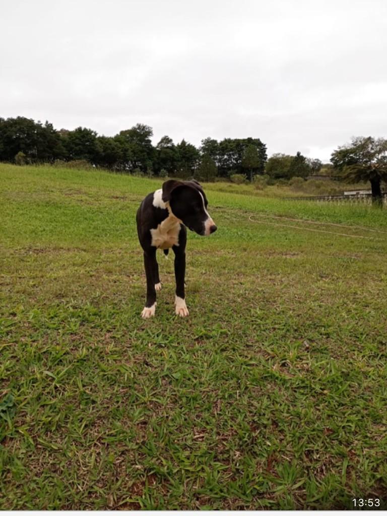 Ee, cachorro de porte pequeno para adoção em Jundiaí - SP