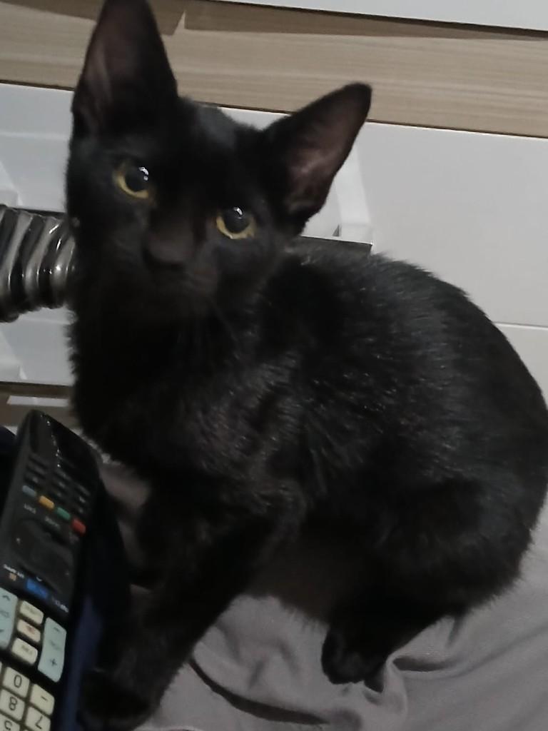 Menininho, gato de porte pequeno para adoção em Jundiaí - SP