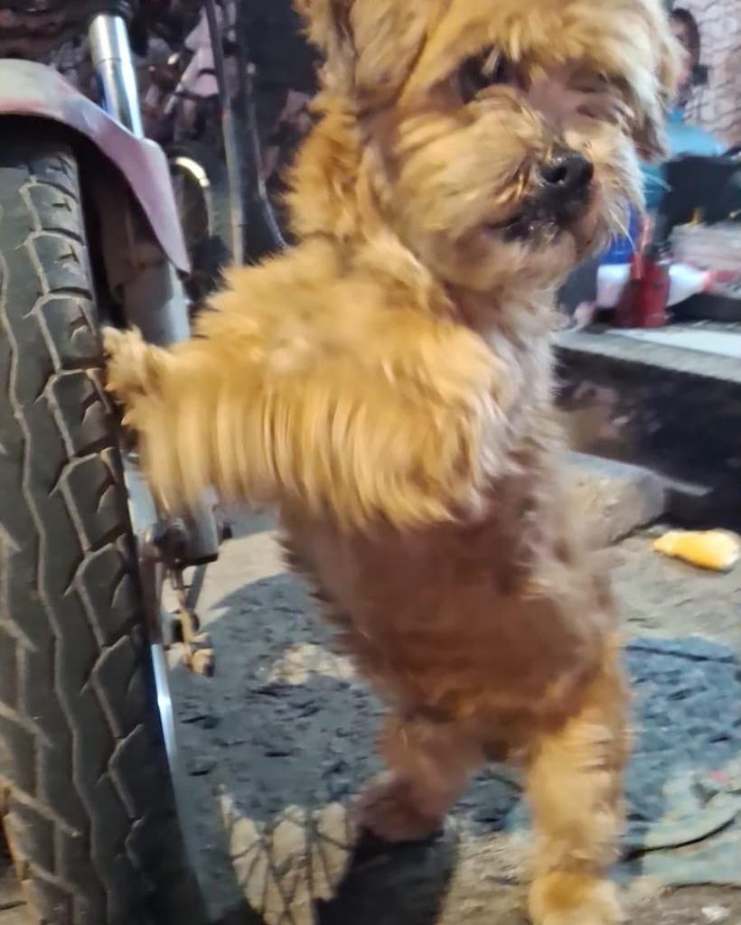 Doguinho, cachorro de porte pequeno para adoção em Jundiaí - SP