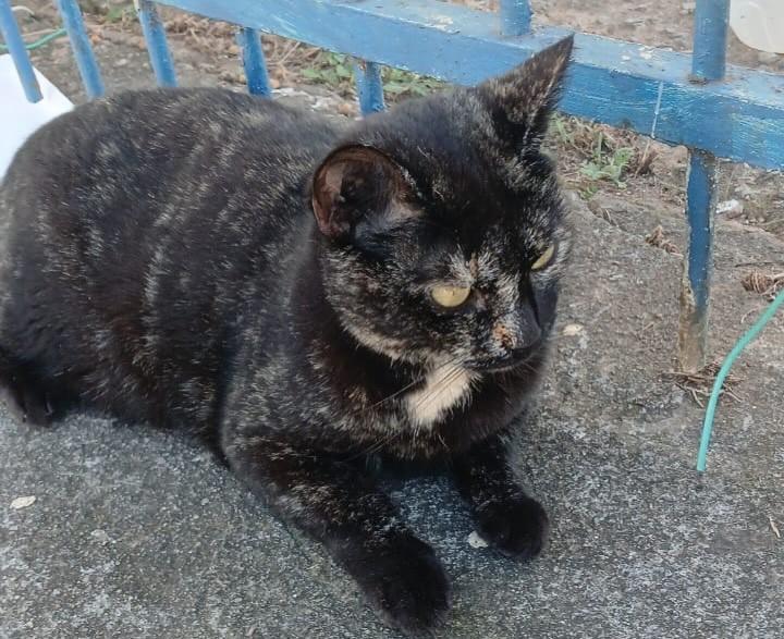 Katy, gata de porte médio para adoção em Campo Limpo Paulista - SP