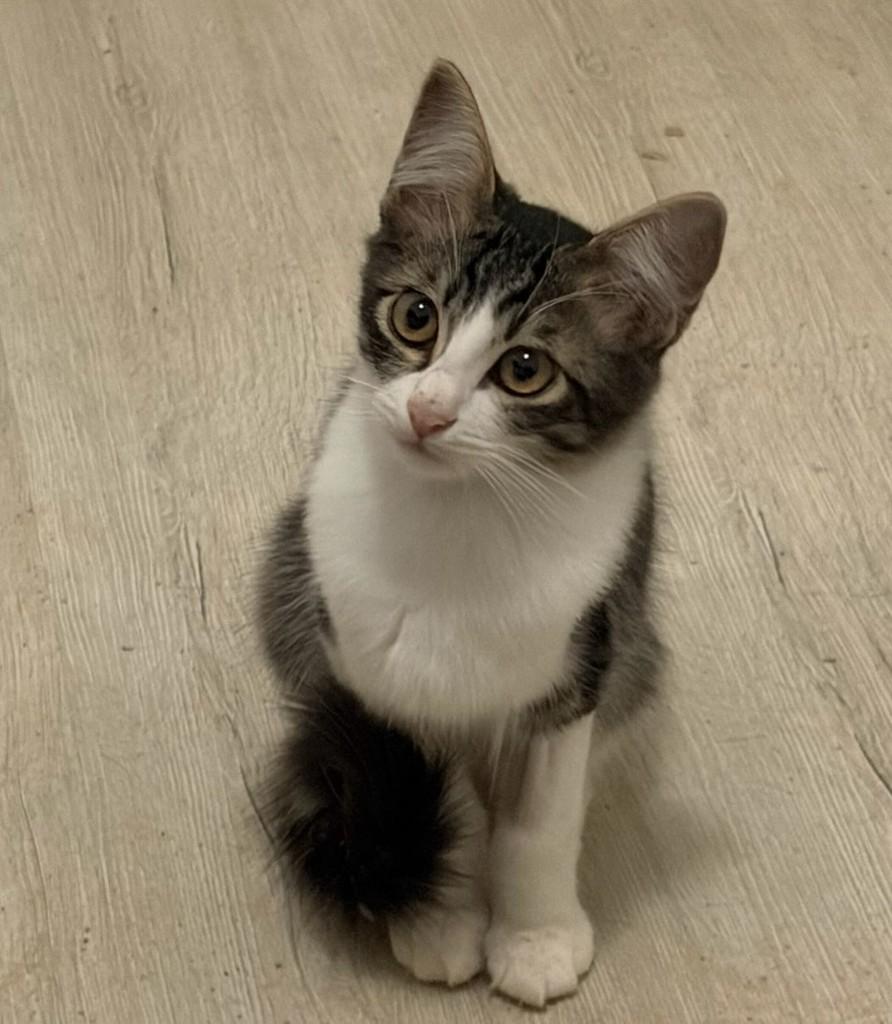 Lindinho, gato de porte pequeno para adoção em Jundiaí - SP