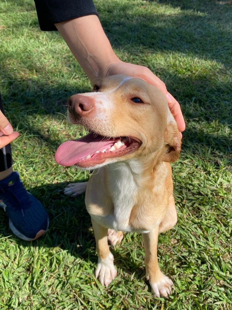 Marlonzinho, cachorro de porte pequeno para adoção em Jundiaí - SP
