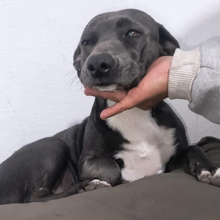 Zeus, cachorro de porte médio para adoção em Jundiaí - SP