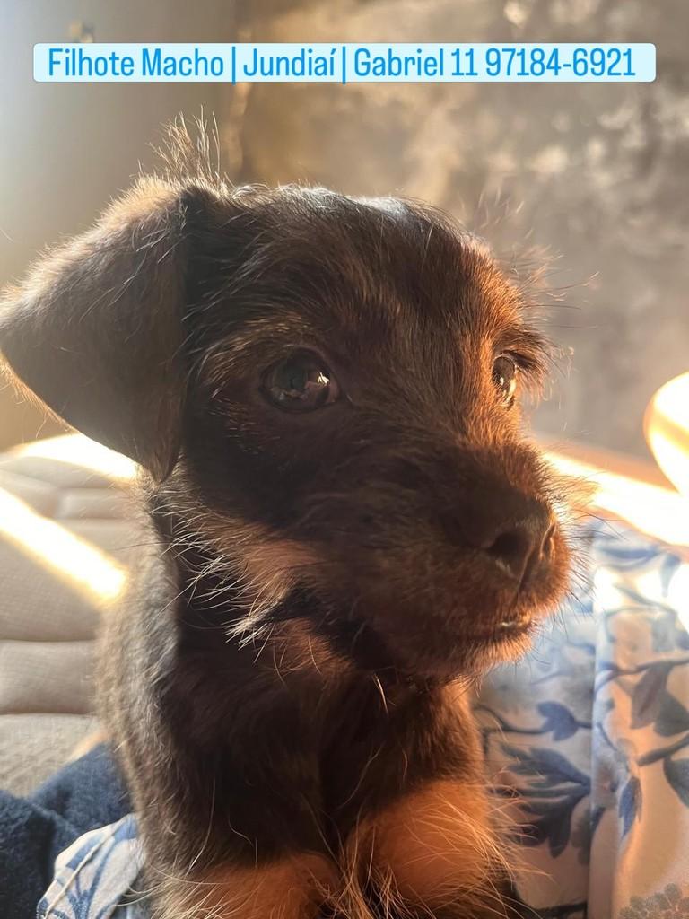 Gabriel, cachorro de porte pequeno para adoção em Jundiaí - SP