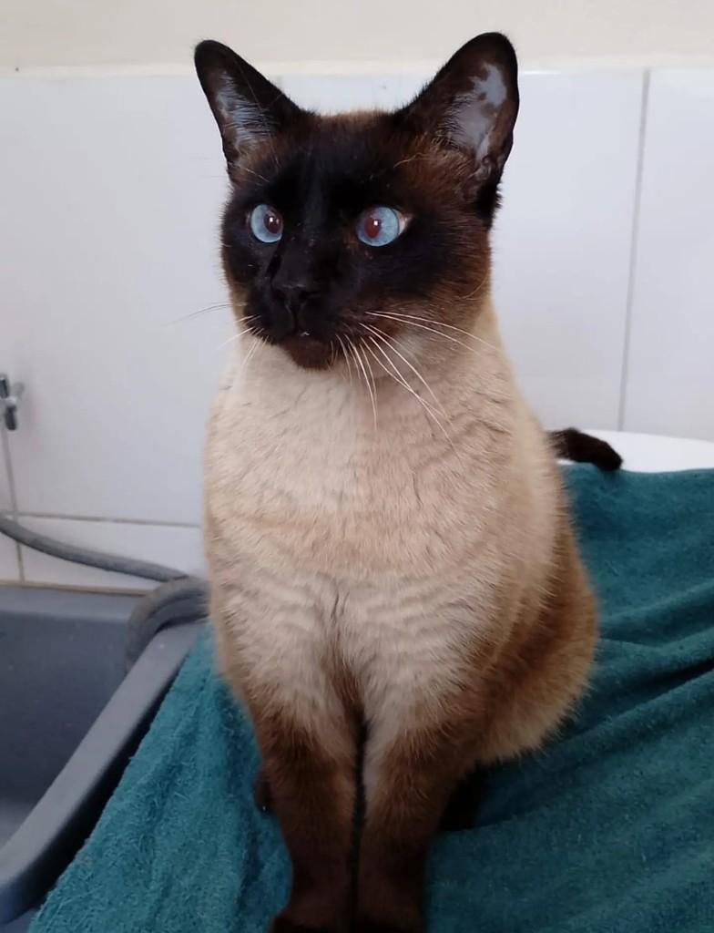 Odin José, gato de porte pequeno para adoção em Jundiaí - SP
