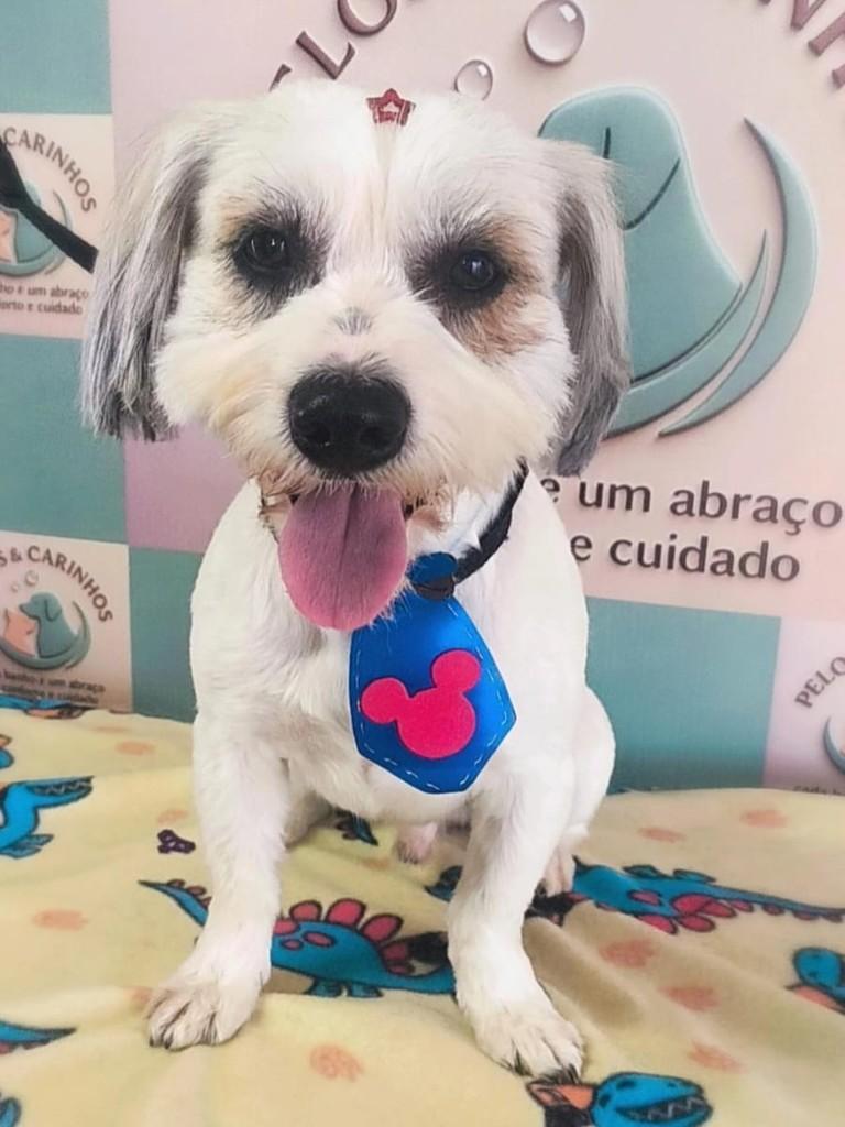 Beethoven, cachorro de porte pequeno para adoção em Jundiaí - SP