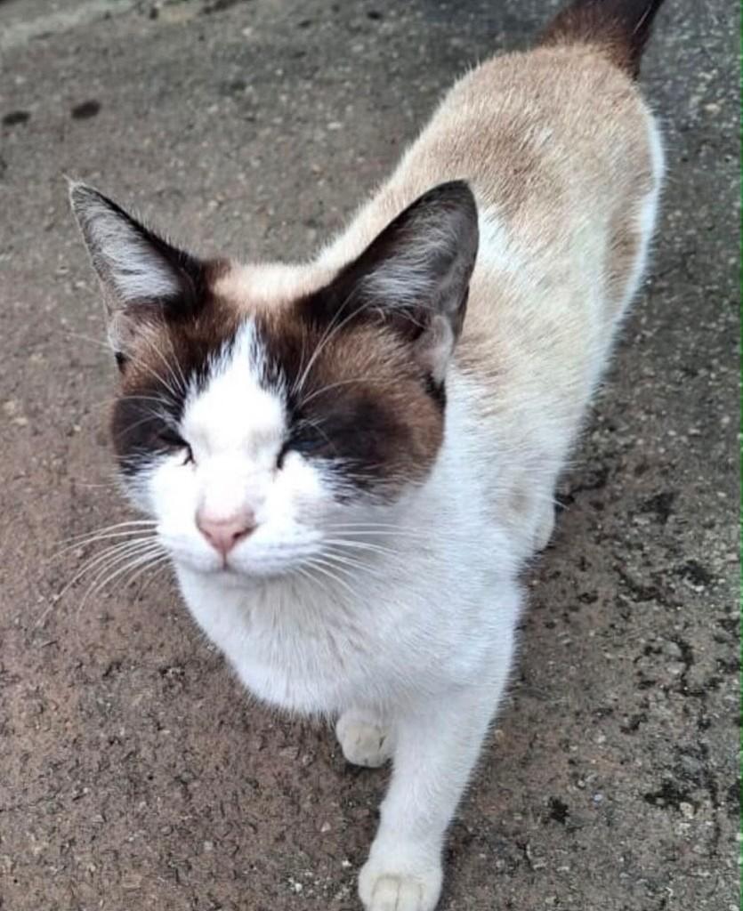 Linda, gata de porte pequeno para adoção em Jundiaí - SP