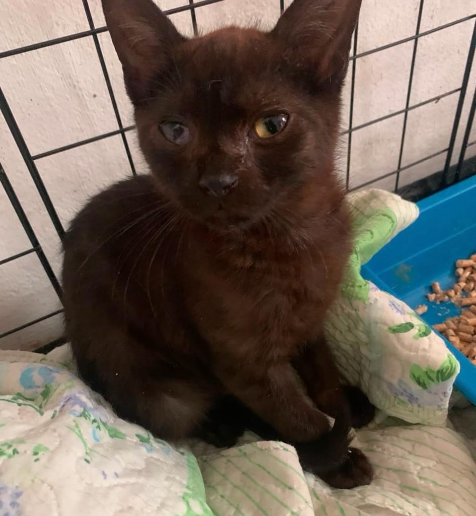 Menininho Lindo, gato de porte pequeno para adoção em Campo Limpo Paulista - SP