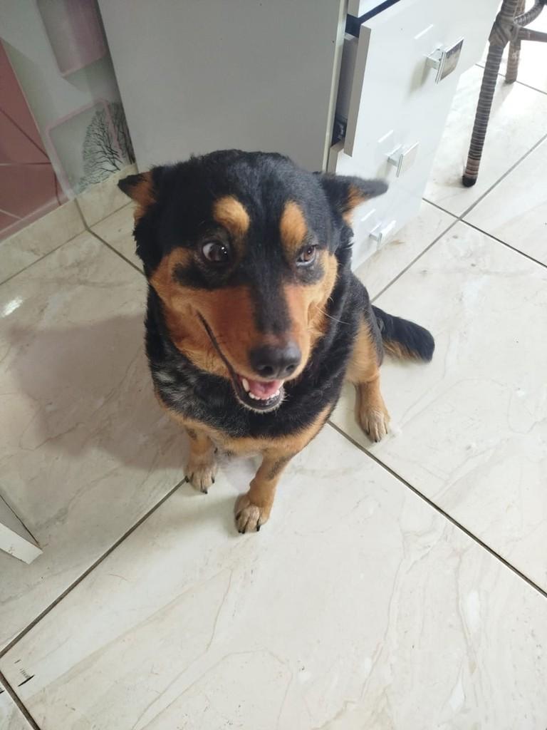 Ela, cadela de porte pequeno para adoção em Cabreúva - SP