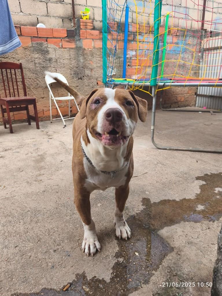 Thor, cachorro de porte grande para adoção em Jundiaí - SP