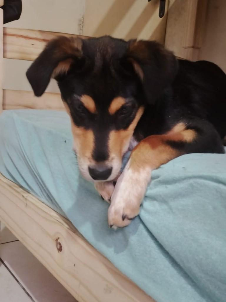 Bebezão, cachorro de porte grande para adoção em Jundiaí - SP
