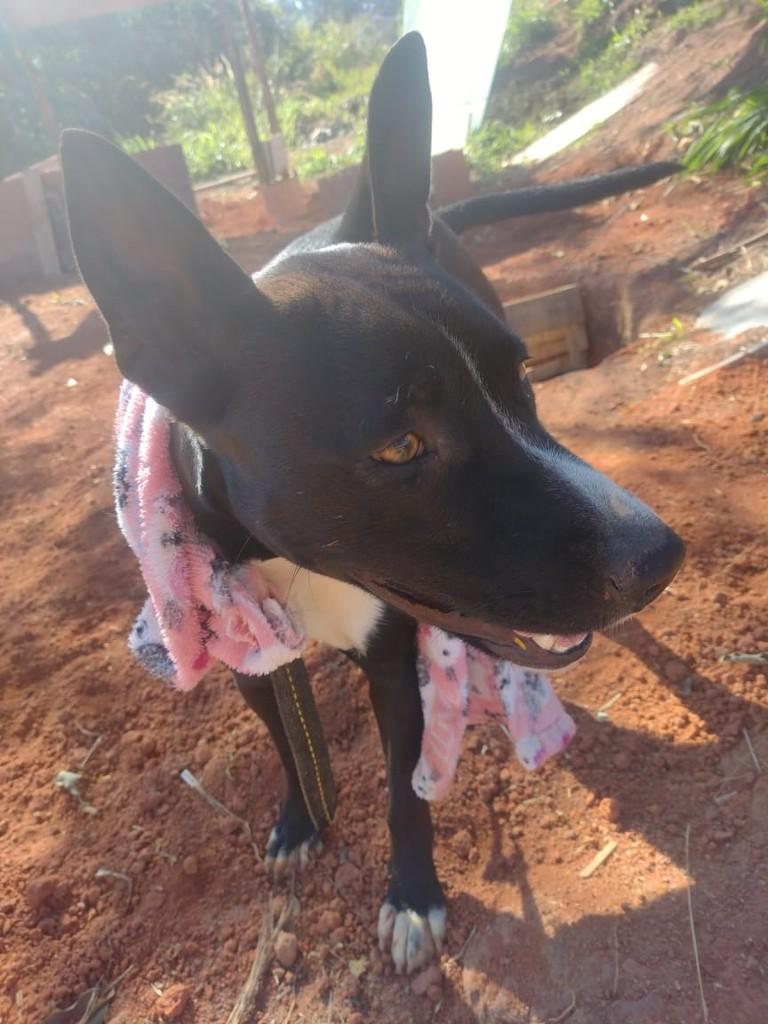 Negão, cachorro de porte médio para adoção em Jundiaí - SP
