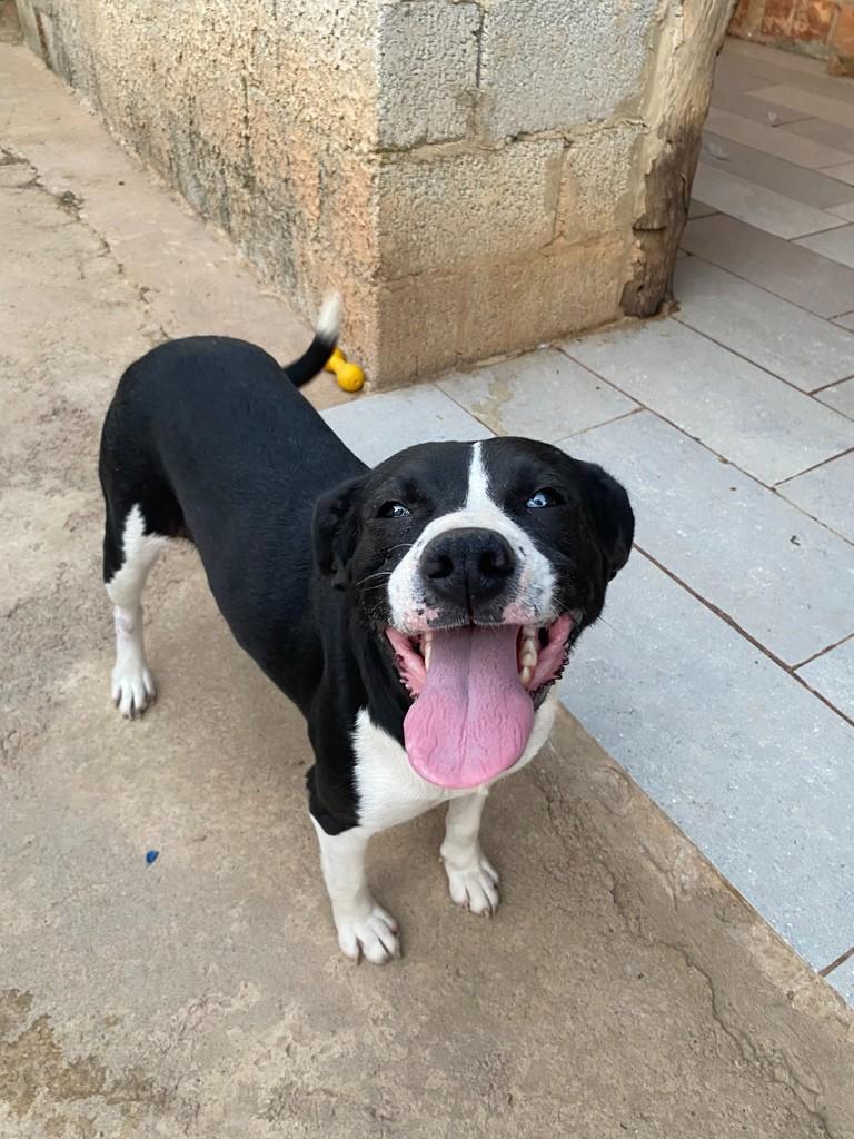 Marilu, cachorro de porte médio para adoção em Jundiaí - SP