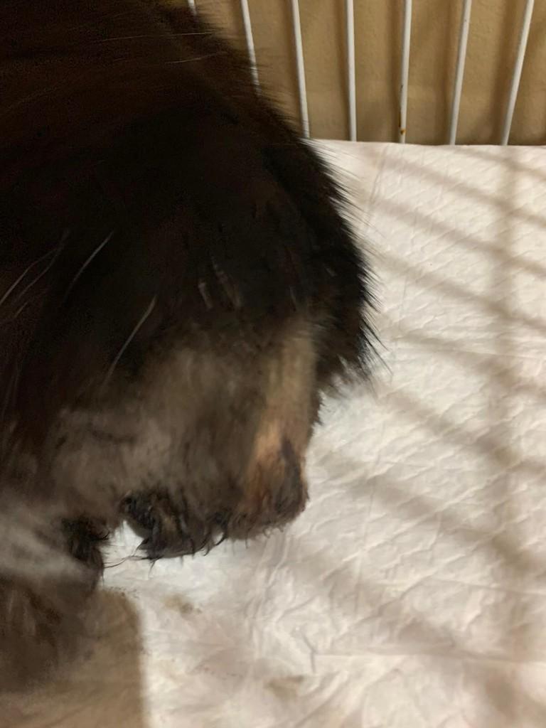 Frajola, gato de porte pequeno para adoção em Jundiaí - SP
