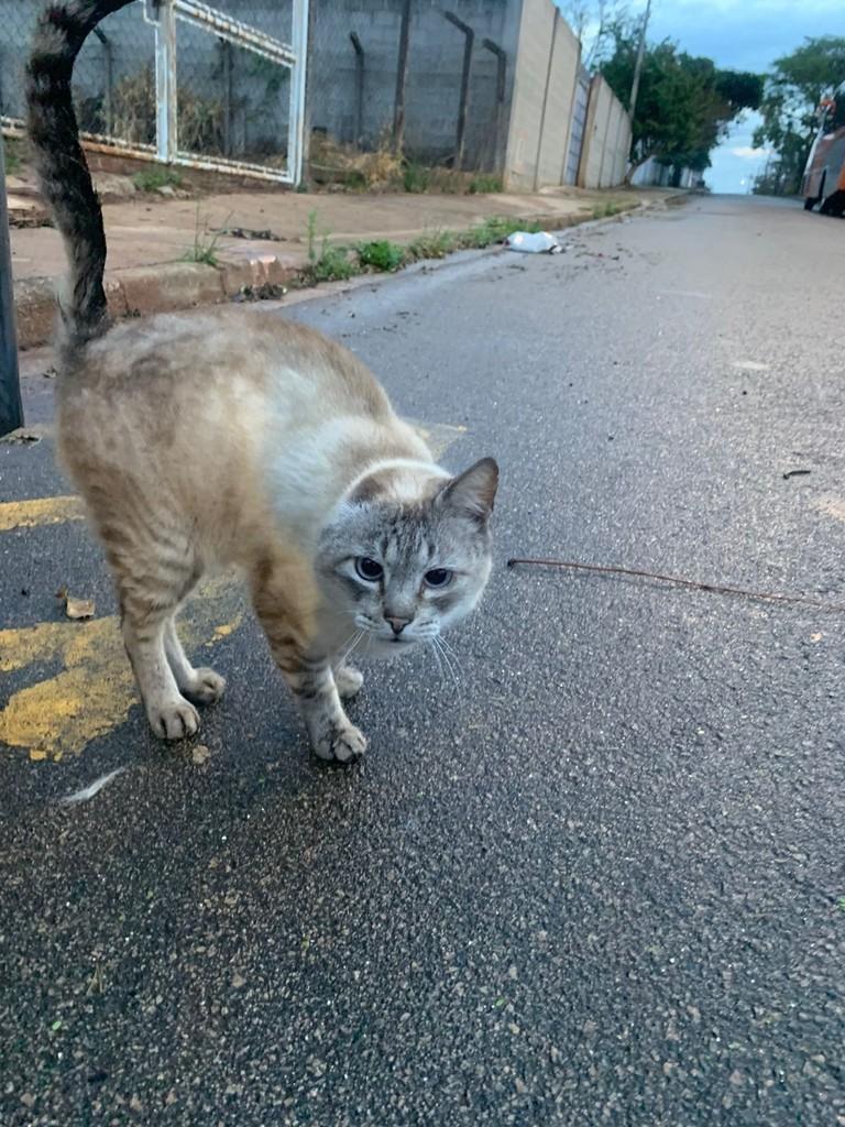 Meninão Bonitão, gato de porte médio para adoção em Jundiaí - SP