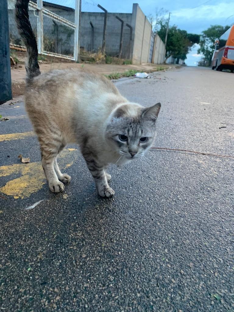 Meninão Bonitão, gato de porte médio para adoção em Jundiaí - SP — foto 2 de 2