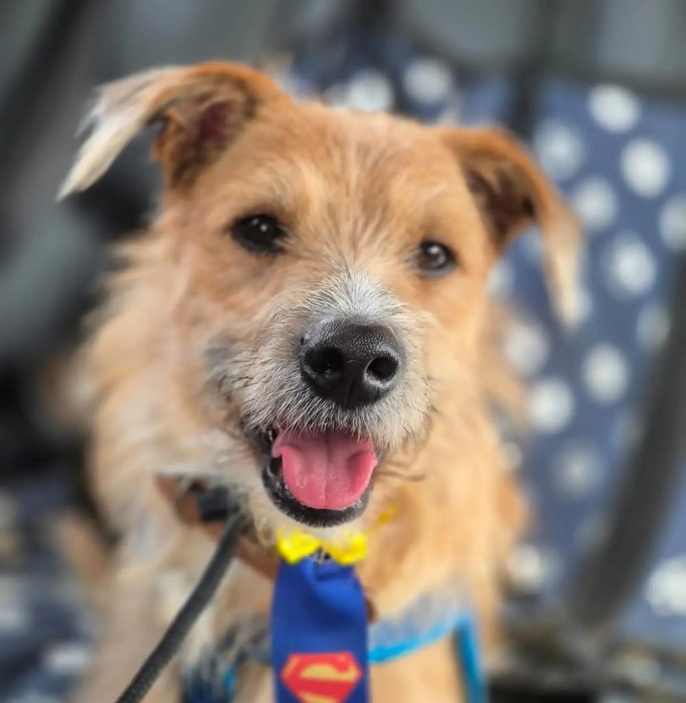 Fiapinho de Manga, cachorro de porte pequeno para adoção em Jundiaí - SP