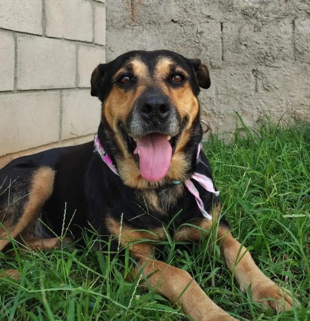 Maya, cadela de porte médio para adoção em Jundiaí - SP