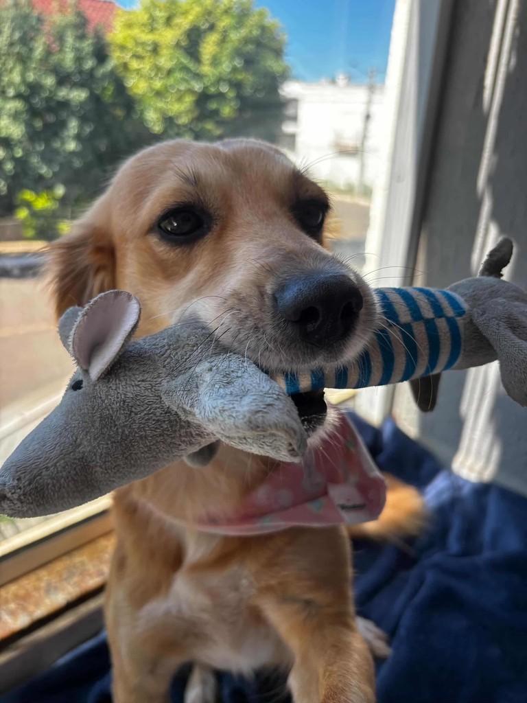 Belinha, cachorro de porte médio para adoção em Lajeado - RS