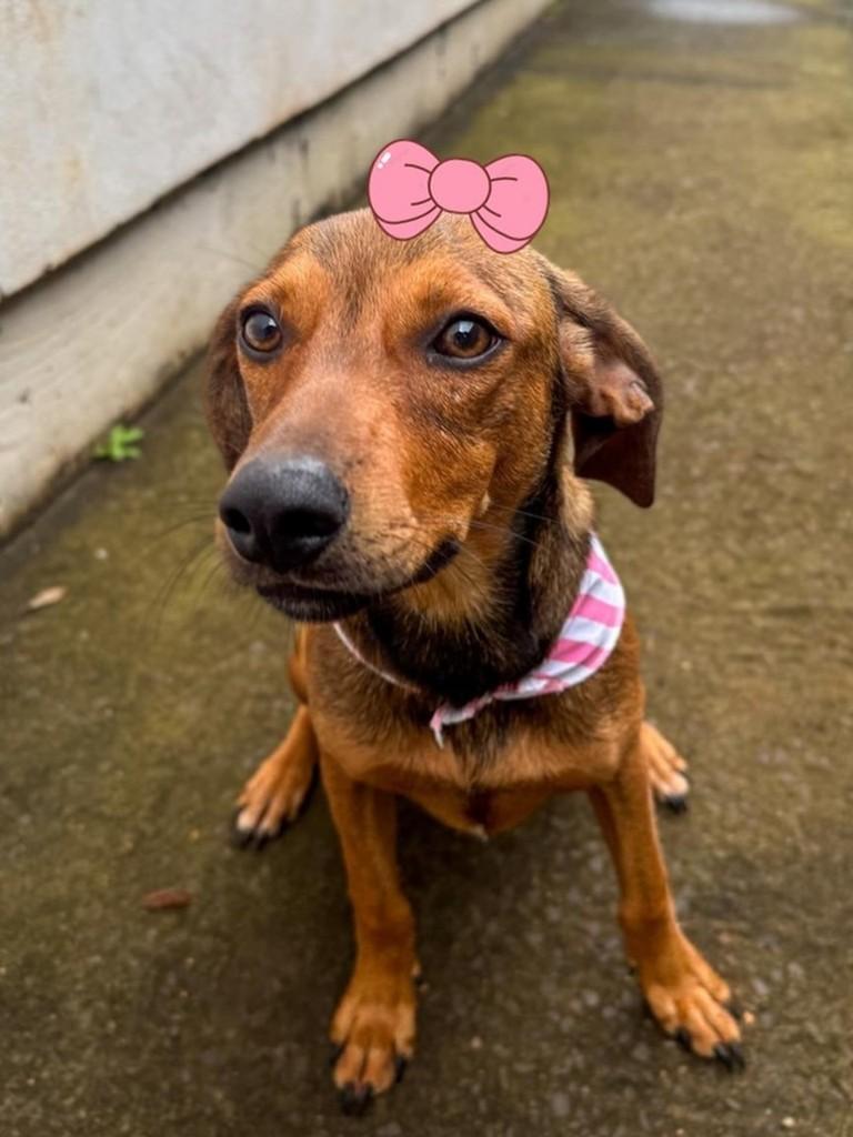 Princesa, cadela de porte pequeno para adoção em Lajeado - RS