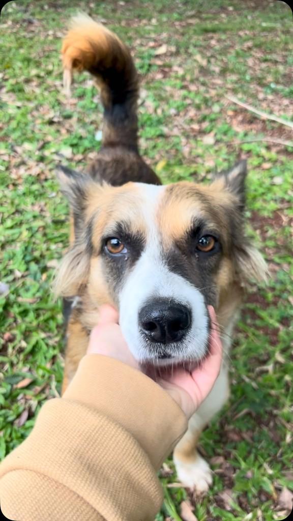 Lobinha, cadela de porte médio para adoção em Lajeado - RS