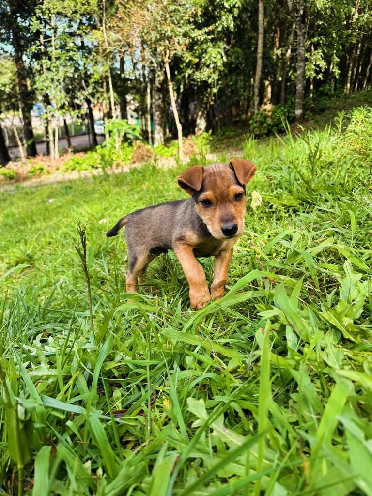 Chiquinho, cachorro de porte pequeno para adoção em Lajeado - RS