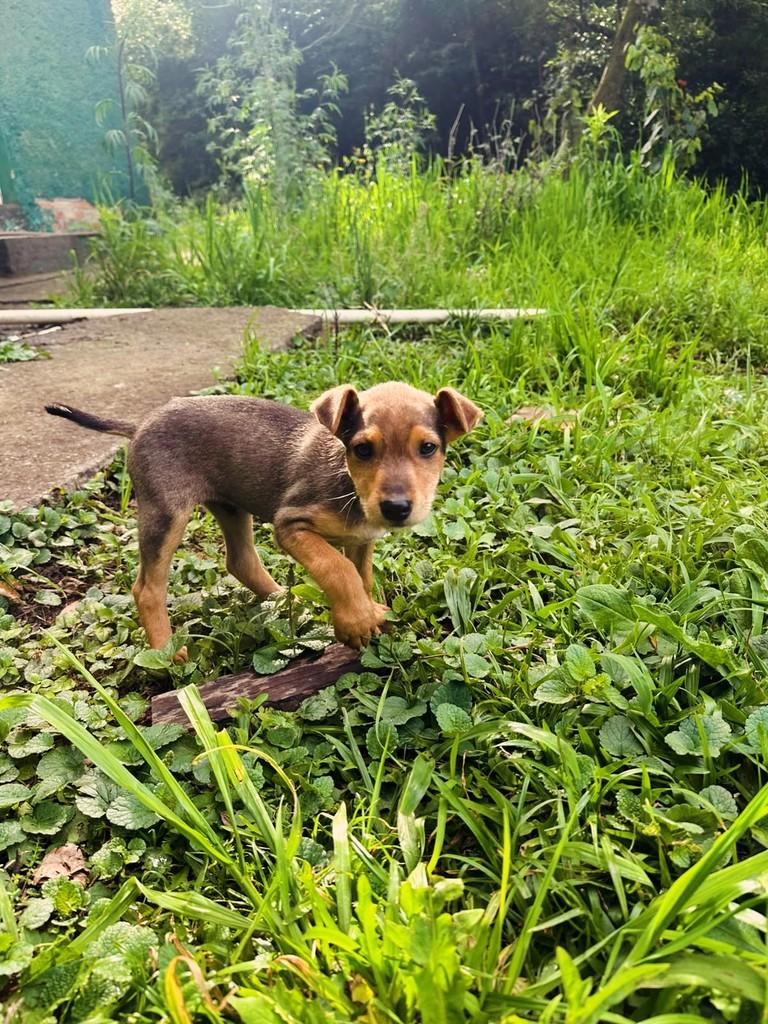 Chiquinho, cachorro de porte pequeno para adoção em Lajeado - RS — foto 2 de 2