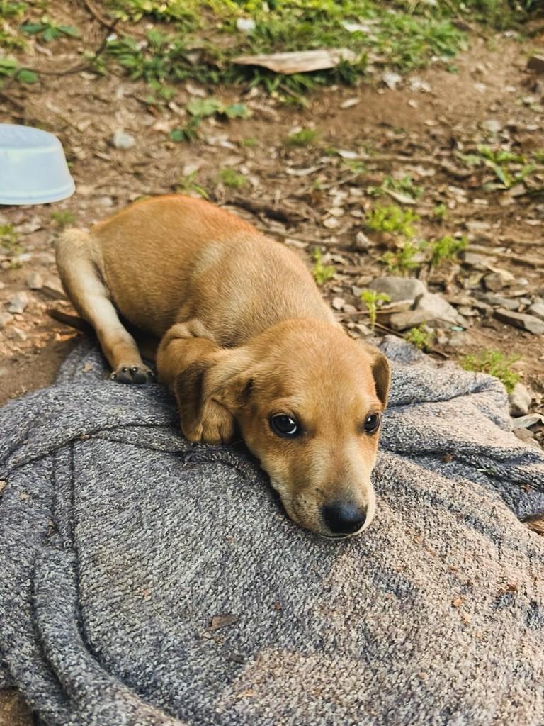 Tonynho, cachorro de porte pequeno para adoção em Lajeado - RS
