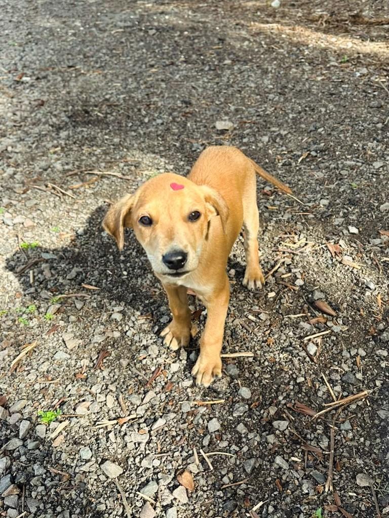 Tonynho, cachorro de porte pequeno para adoção em Lajeado - RS — foto 2 de 3