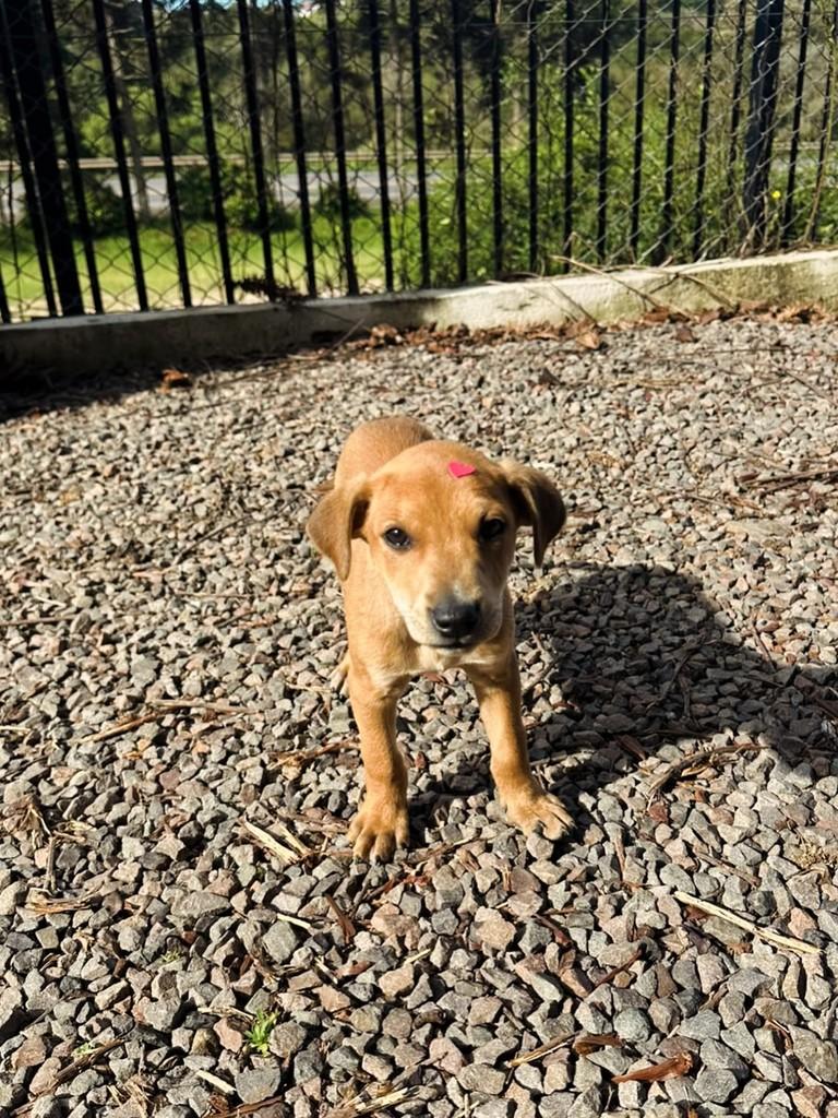 Tonynho, cachorro de porte pequeno para adoção em Lajeado - RS — foto 3 de 3
