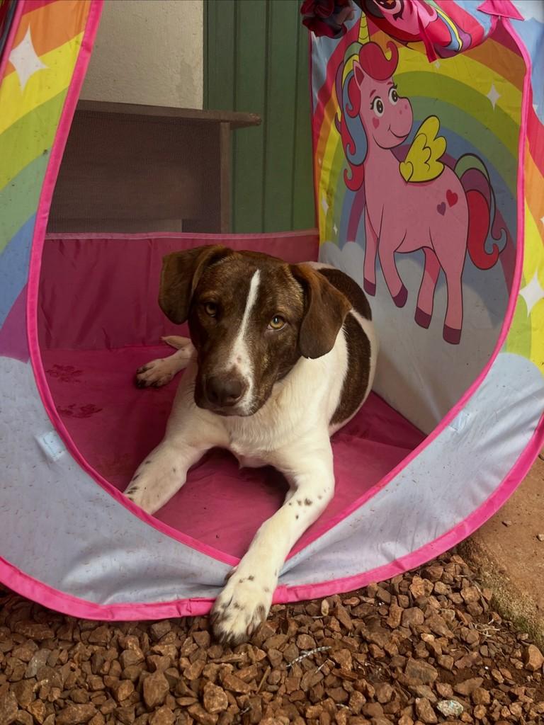 Duque, cachorro de porte médio para adoção em Lajeado - RS