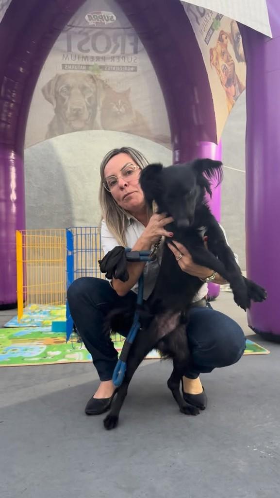 Tim, cachorro de porte pequeno para adoção em Mogi Guaçu - SP