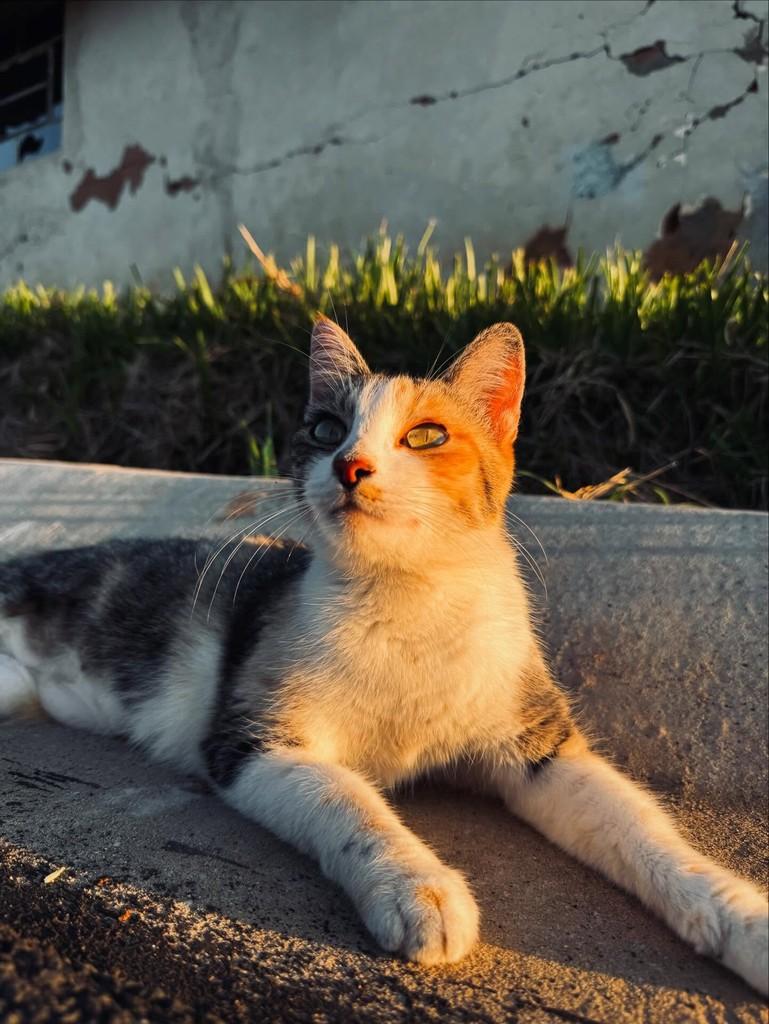 Mia, gata de porte pequeno para adoção em Mogi Guaçu - SP