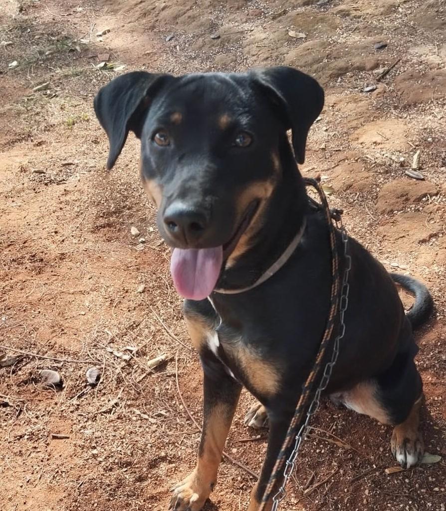 Mocinha, cadela de porte médio para adoção em Mogi Guaçu - SP