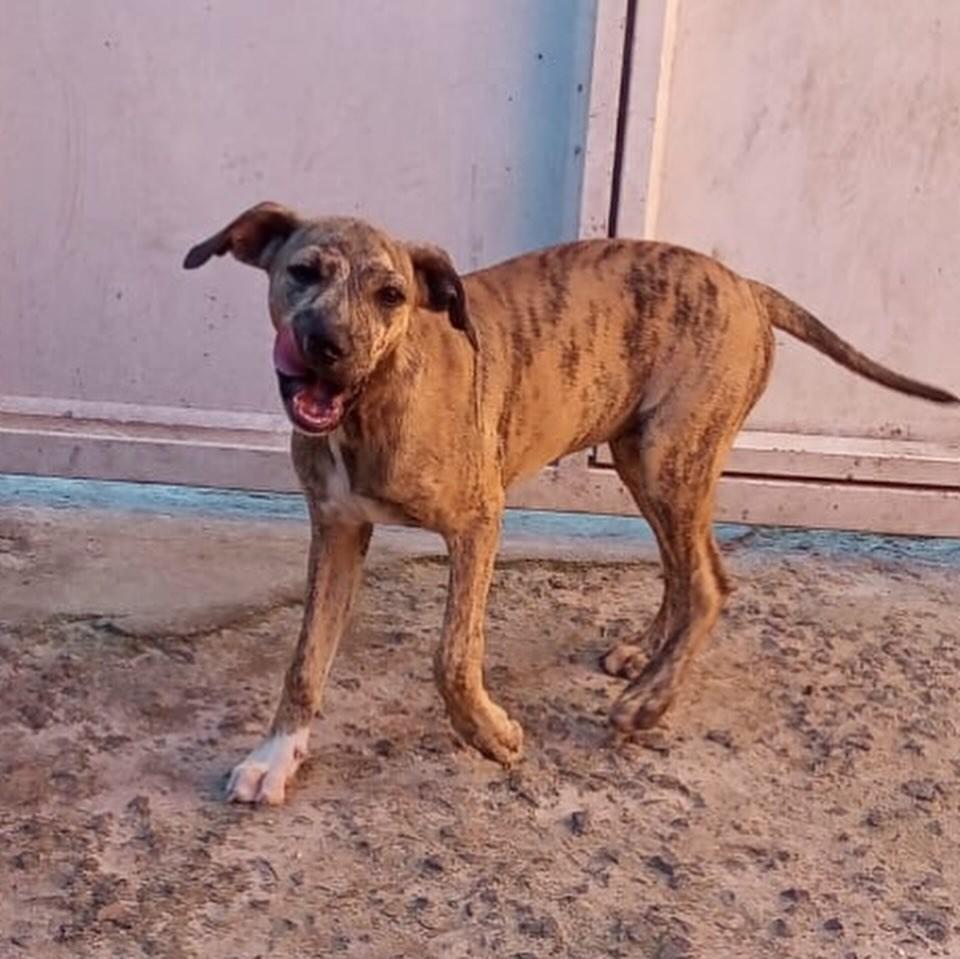 Pintada, cachorro de porte pequeno para adoção em Mogi Guaçu - SP