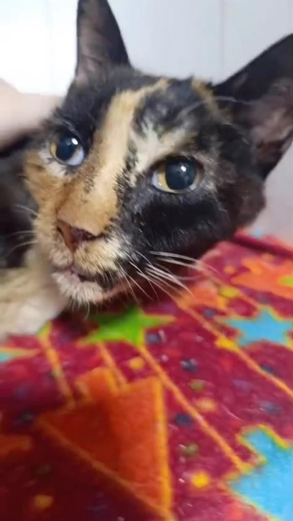 Elisa, gata de porte pequeno para adoção em Mogi Mirim - SP