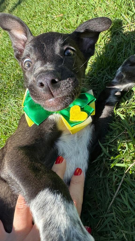 Shakira, cachorro de porte pequeno para adoção em Mogi Guaçu - SP