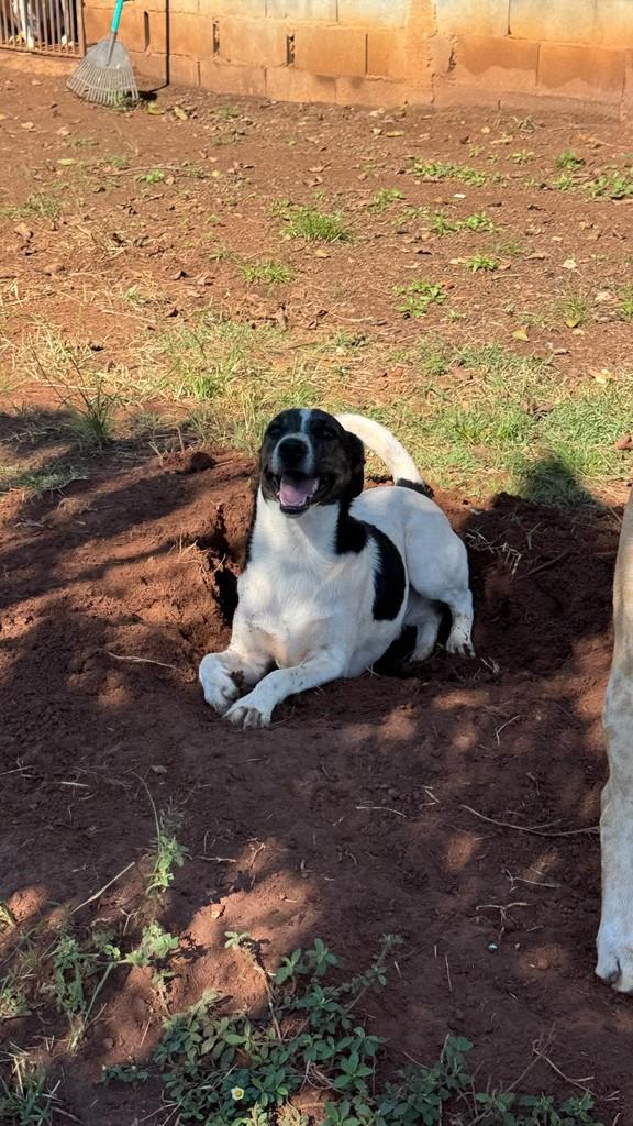 Luke, cachorro de porte médio para adoção em Mogi Guaçu - SP