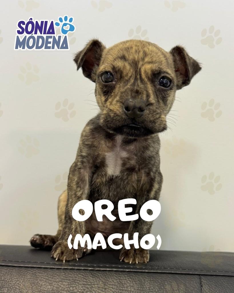 Oreo, cadela de porte médio para adoção em Mogi Guaçu - SP