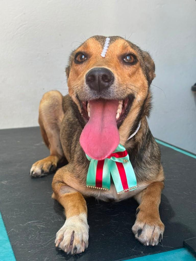 Sorriso, cadela de porte médio para adoção em Santo Antônio de Posse - SP