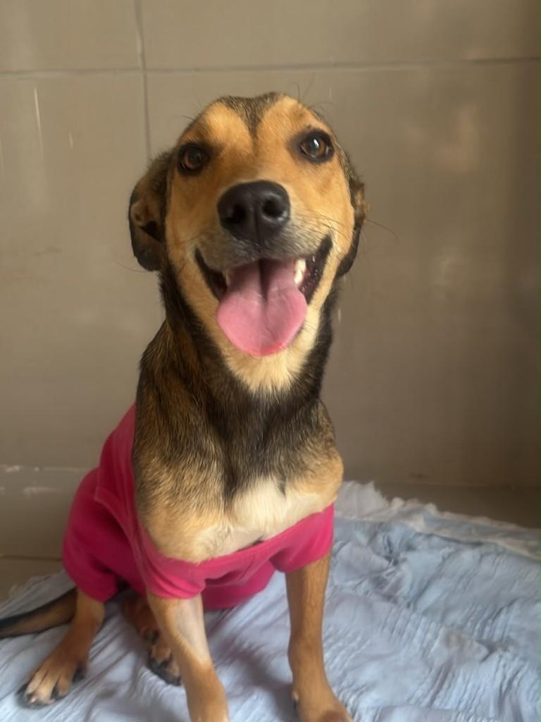 Sorriso, cadela de porte médio para adoção em Santo Antônio de Posse - SP — foto 3 de 3