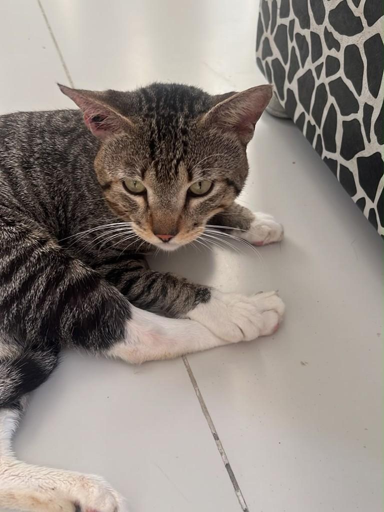 Tigrinho, gato de porte pequeno para adoção em Vitória - ES