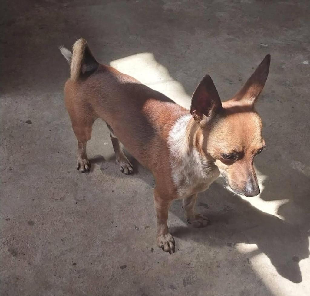 Bili, cachorro de porte pequeno para adoção em Moreno - PE