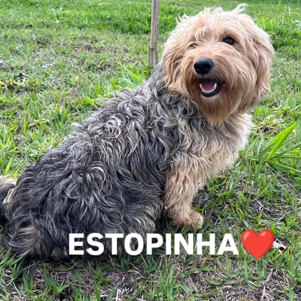 Estopinha, cachorro de porte pequeno para adoção em Jacuí - MG