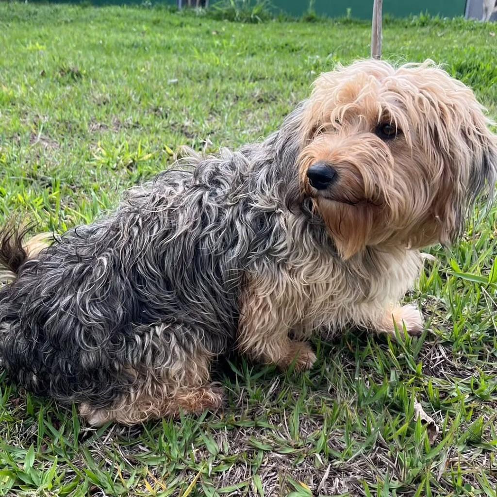 Estopinha, cachorro de porte pequeno para adoção em Jacuí - MG — foto 2 de 4