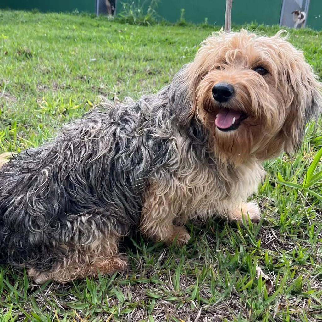 Estopinha, cachorro de porte pequeno para adoção em Jacuí - MG — foto 3 de 4