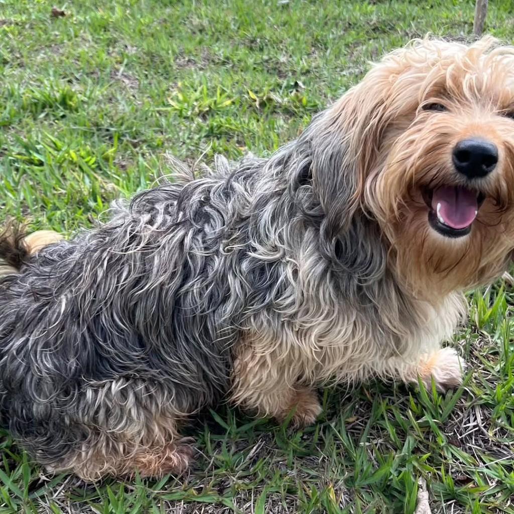 Estopinha, cachorro de porte pequeno para adoção em Jacuí - MG — foto 4 de 4